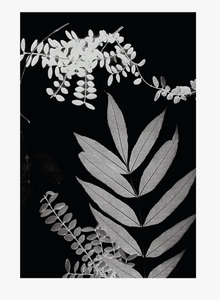 Heraldblack -Cyano Foliage Ii - A3 Poster Print