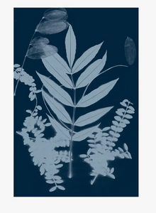 Heraldblack -Cyano Foliage I - A3 Poster Print